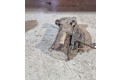 Подрулевой шлейф SRS 9648644680   Citroen C4 I